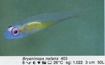 Bryaninops natans
